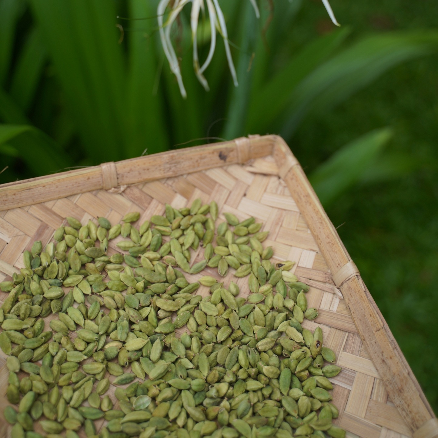 Flavour Village Cardamom 8mm Bold